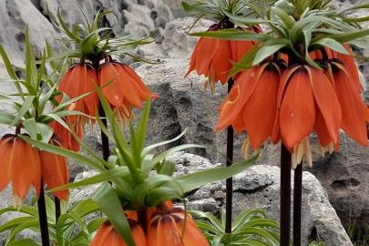 Diyarbakır’da açan ters laleler görenleri hayran bırakıyor