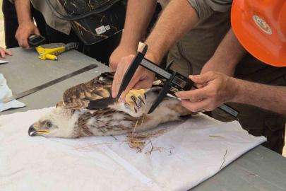 Doğanın uçan yırtıcısına elektronik takip