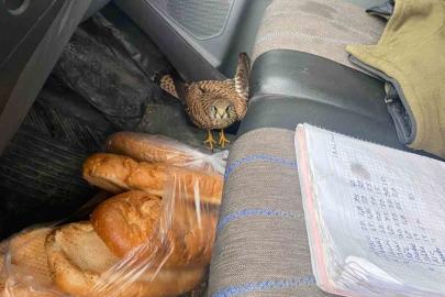 Dörtyol’da yaralı atmaca araca sığındı