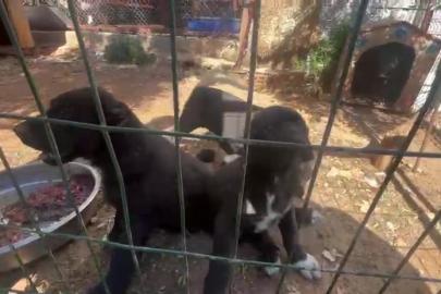 Dövüş köpeği üretip yavruların kulaklarını kesen işletmeye 323 bin TL ceza