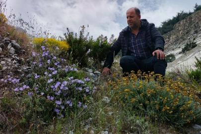 Dünyada sadece Aydın’da yetişen ’Küçük Çan’ yok olma tehlikesiyle karşı karşıya
