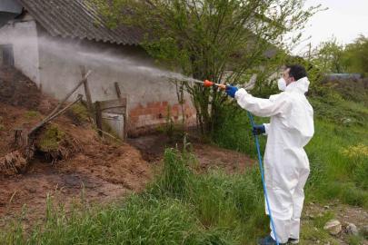 Düzce’de daha uçmadan bitirmek için mücadele başladı