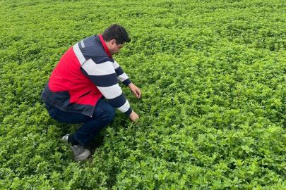 Emet’te yonca üretimine yönelik denetimler devam ediyor