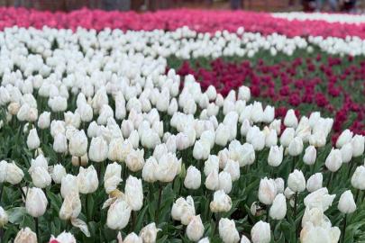 Emirgan Korusu’nda lale festivali başladı