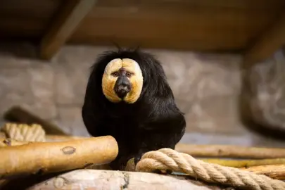 Eskişehir Hayvanat Bahçesi’ne 30 yeni tür kazandırıldı