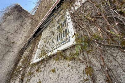 Eskişehir’de ‘Sarmaşıklı Camii’nin dış cephesi yeşermeye başladı