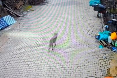 Feke’de yerleşim alanına inen kurt görüntülendi