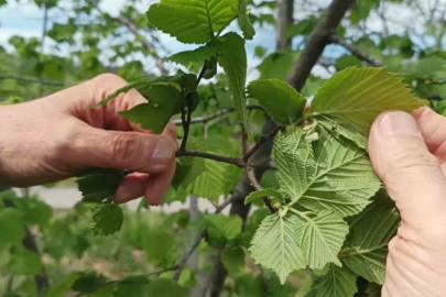 Fındıkta verim düşüklüğü maliyeti artırıyor