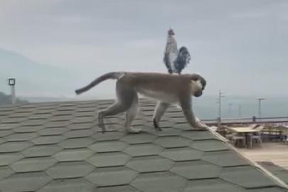 Firari maymun Denizli turuna çıktı