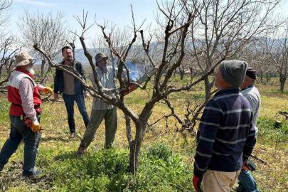 Geçtiğimiz yıl yaşanan zirai donun etkisi ağaçlarda sürüyor