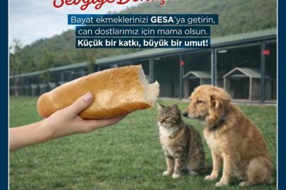 Germencik’te bayat ekmekler can dostlara mama oluyor