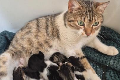 Germencik’te can dostlar yeni yuvalarını arıyor