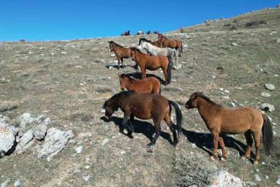 Havanın ısınmasıyla yılkı atlarının hareketliliği arttı