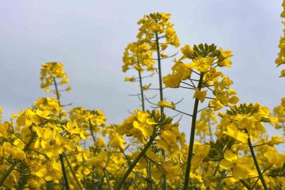 Hayrabolu’da bu yıl 21 bin dekar alanda kanola ekimi yapıldı