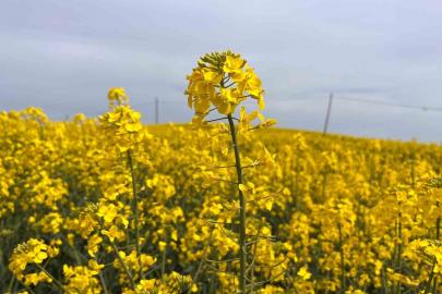Hayrabolu’da çiçek açan ’Sarı Gelin’, rengiyle büyülüyor