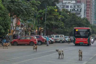 Hindistan’da 62 milyon sokak köpeği, sokakları işgal ediyor