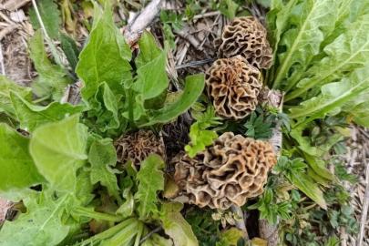 Hisarcık’ta kuzugöbeği sezonu açıldı