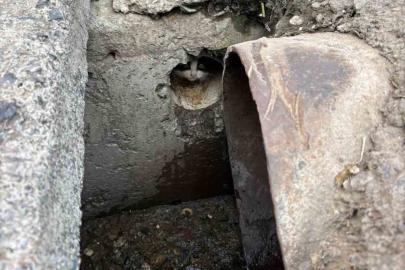 İskenderun’da rögar borusuna düşen yavru kediler kurtarıldı