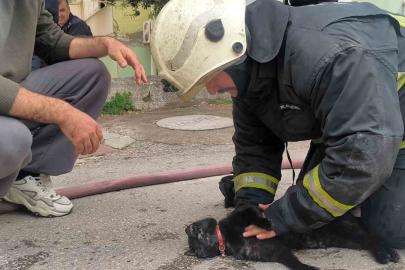 İtfaiye eri yangında dumandan etkilenen kediyi kalp masajı ile hayata döndürdü