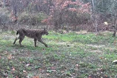 Karabük’te vaşak, domuzlar ve tavşan fotokapanla görüntülendi