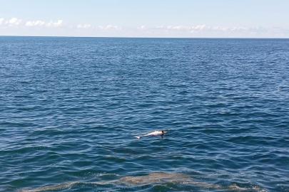 Karadeniz Ereğli’de sahilde ölü yunus bulundu