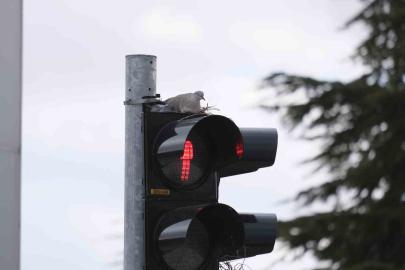 Karaman’ın en işlek kavşağındaki trafik lambasına yuva yapan kumru görenleri şaşırtıyor