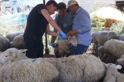 Karpuzlu’da küçükbaş hayvanlar kayıt altına alınıyor