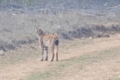 Kastamonu’da ormanda dolaşan vaşak görüntülendi