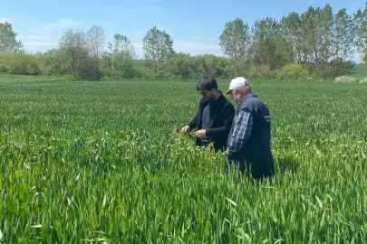 Keşan Akçeşme'de hububat alarmı! Yağış hastalıkları artırdı