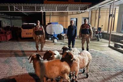 Kilis’te kayıp küçükbaş hayvanlar bulundu