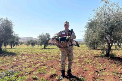 Kilis’te yaralı kızıl şahin bulundu