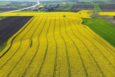Kırklareli’nde kanola tarlaları sarıya büründü