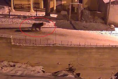 Kış uykusundan uyanan ayılar Bayburt’un köylerinde yiyecek aradı