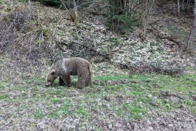 Kış uykusundan uyanan ayılar, ormanlık alanda beslenirken görüntülendi