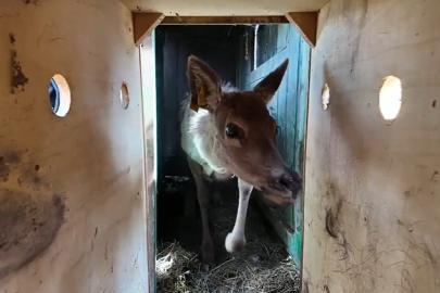Kızıl geyikler doğayla buluşmaya devam ediyor