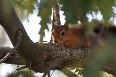 Kızıl sincap piknikçilerin neşesi oldu