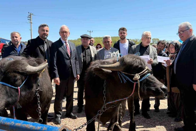 Kocaeli’deki manda yetiştiricilerine 3,4 milyon liralık destek