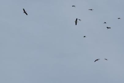 Kozan semalarında leyleklerin göç yolculuğu mest etti