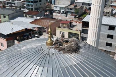 Kubbedeki leylekler mahalle yaşantısına renk katıyor