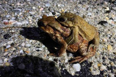 Kütahya’da 5 bin yıllık göç yeniden başladı