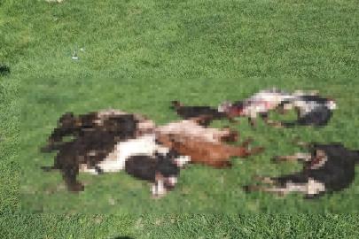 Kütahya’da kurtlar girdikleri ağılda 25 küçükbaş hayvanı telef etti