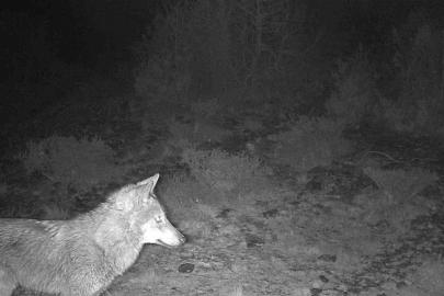 Kütahya’da yaban hayatı fotokapana takıldı