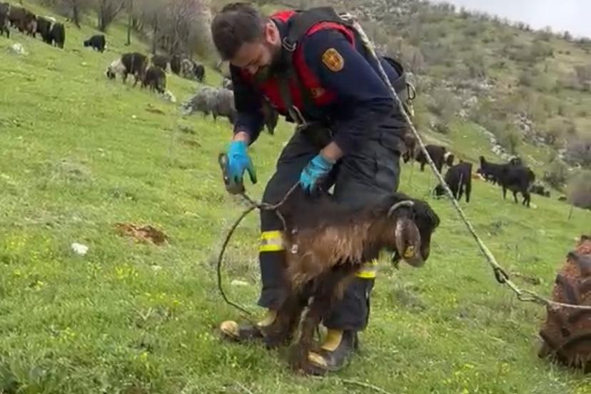 Kuyuya düşen keçiyi itfaiye kurtardı