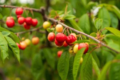 Kuzey yarımkürenin ilk kirazı rekor fiyatla satıldı