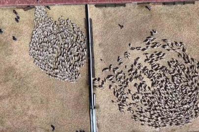 Kuzular anneleriyle buluştu, sevgi yumağı dron kamerasında