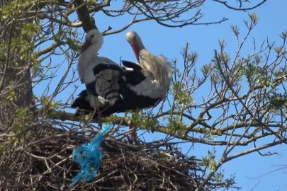 Leylek Ormanı şenlendi: Görenler hayran kaldı
