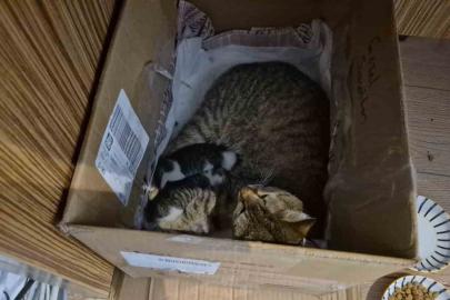 Lisenin maskot kedisi, yavrularını okula emanet etti