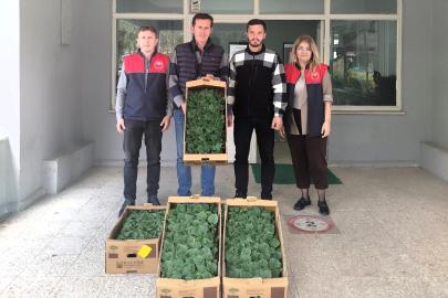 Lüleburgaz’da çiftçiye hıyar fidesi dağıtıldı