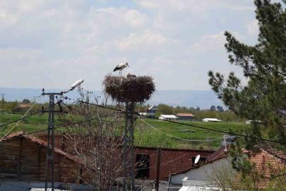 Malatya’da baharın müjdecisi leylekler yuvalarına dönüyor