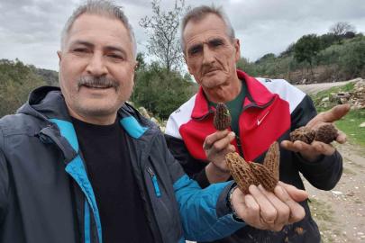 Manisa’da kuzugöbeği tutkusu engel tanımıyor